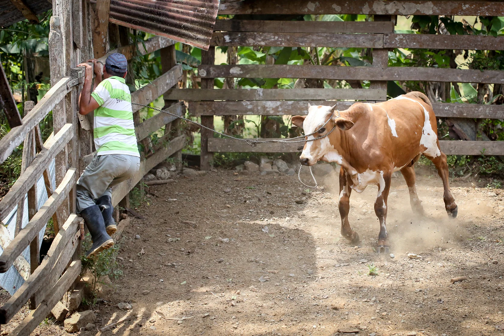 A local man known as Gato clambers up a fence to avoid a charging bull.