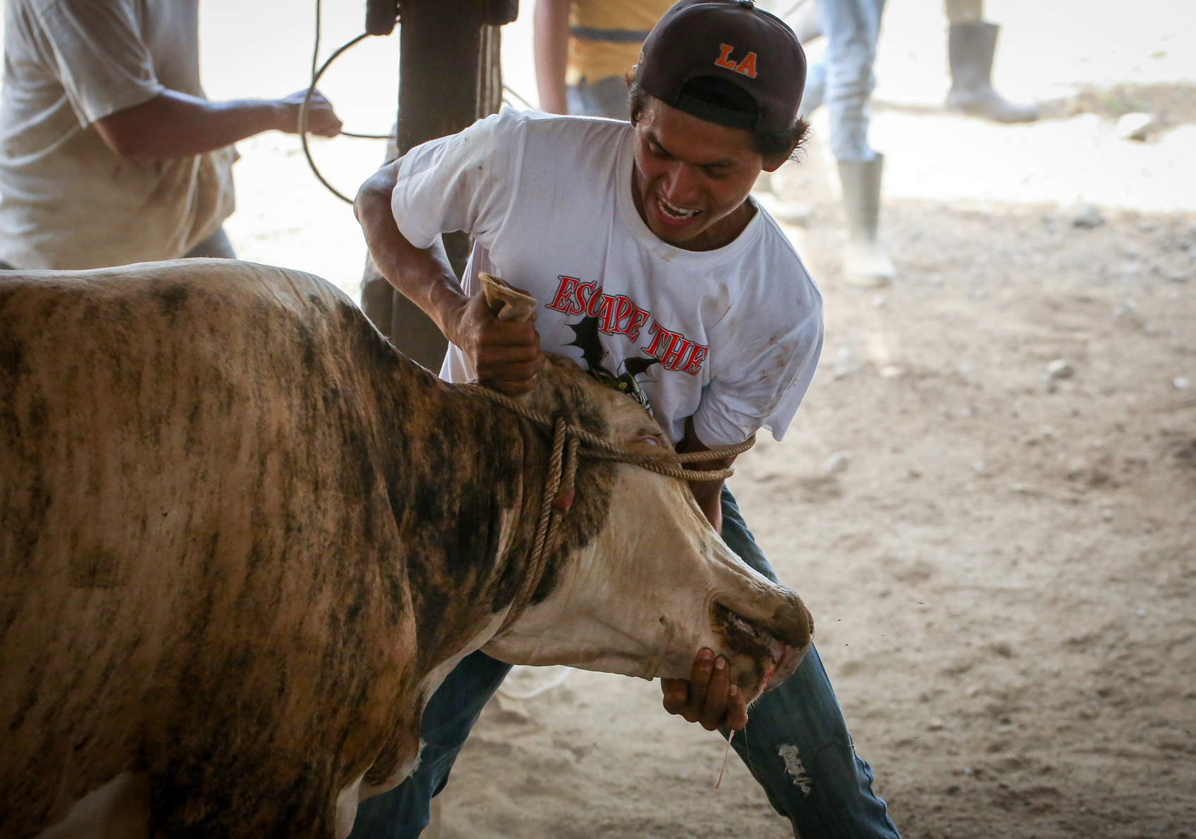 A young Costa Rican man attempts to bring a large bull to the ground.