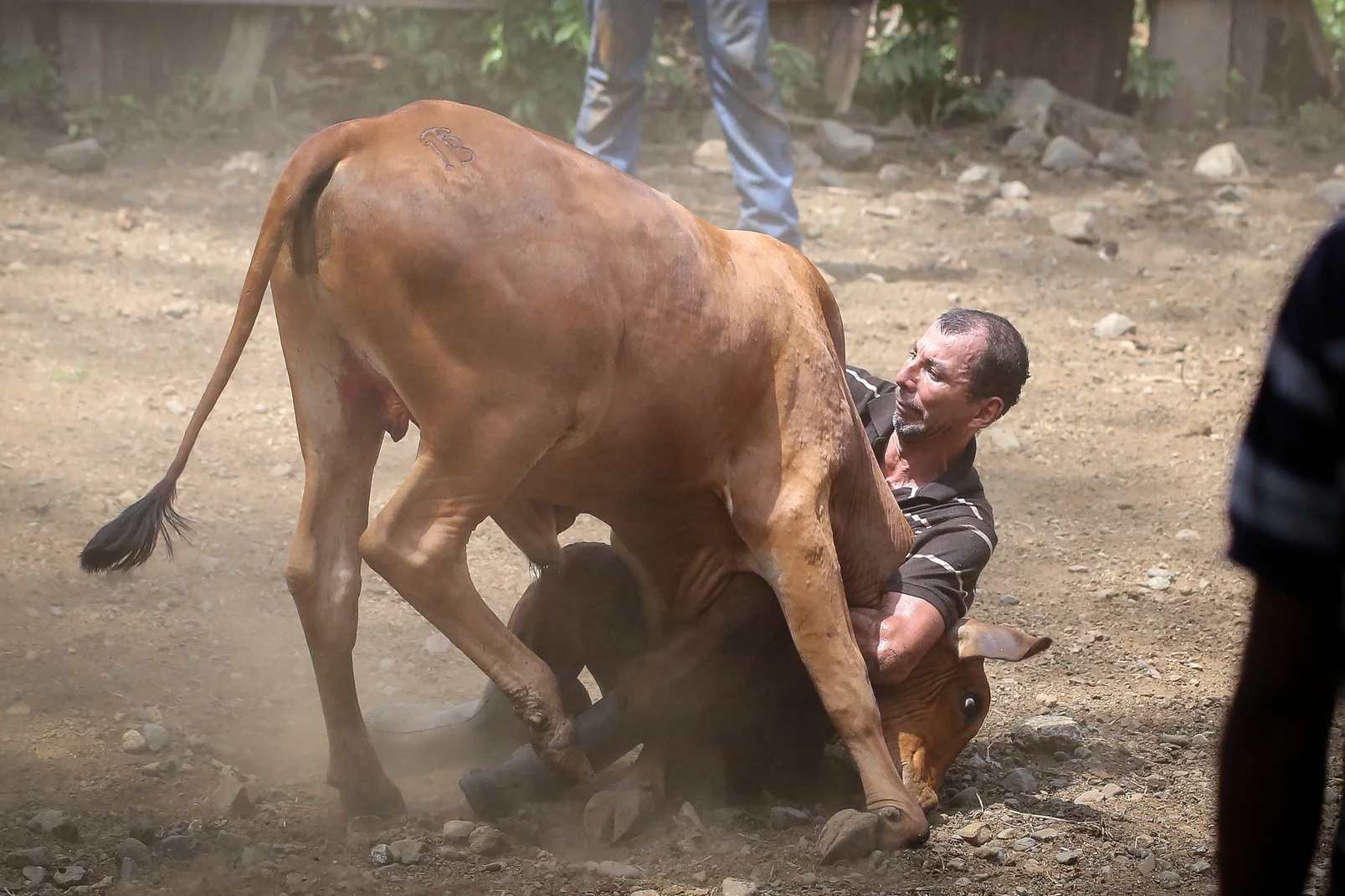 The pock-faced man attempts to wrestle a bull to the ground on his own.