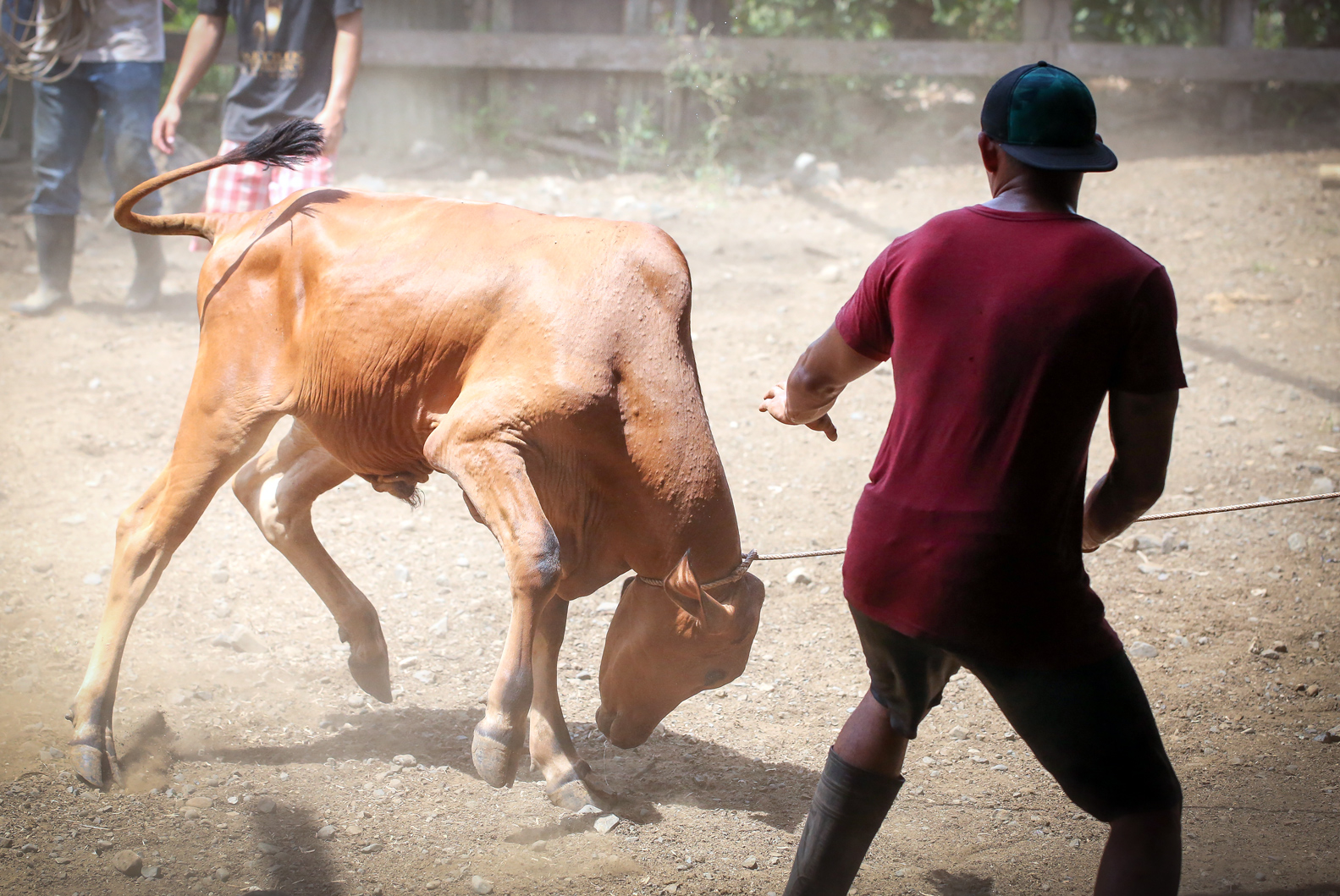 A young man braces for impact as a bull thrashes and bucks around whilst tethered to a pole.
