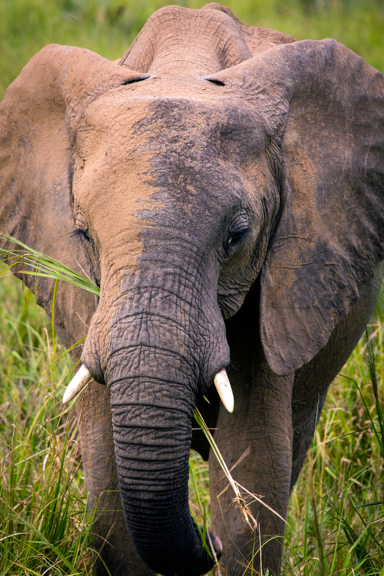 Young Female Elephant #1