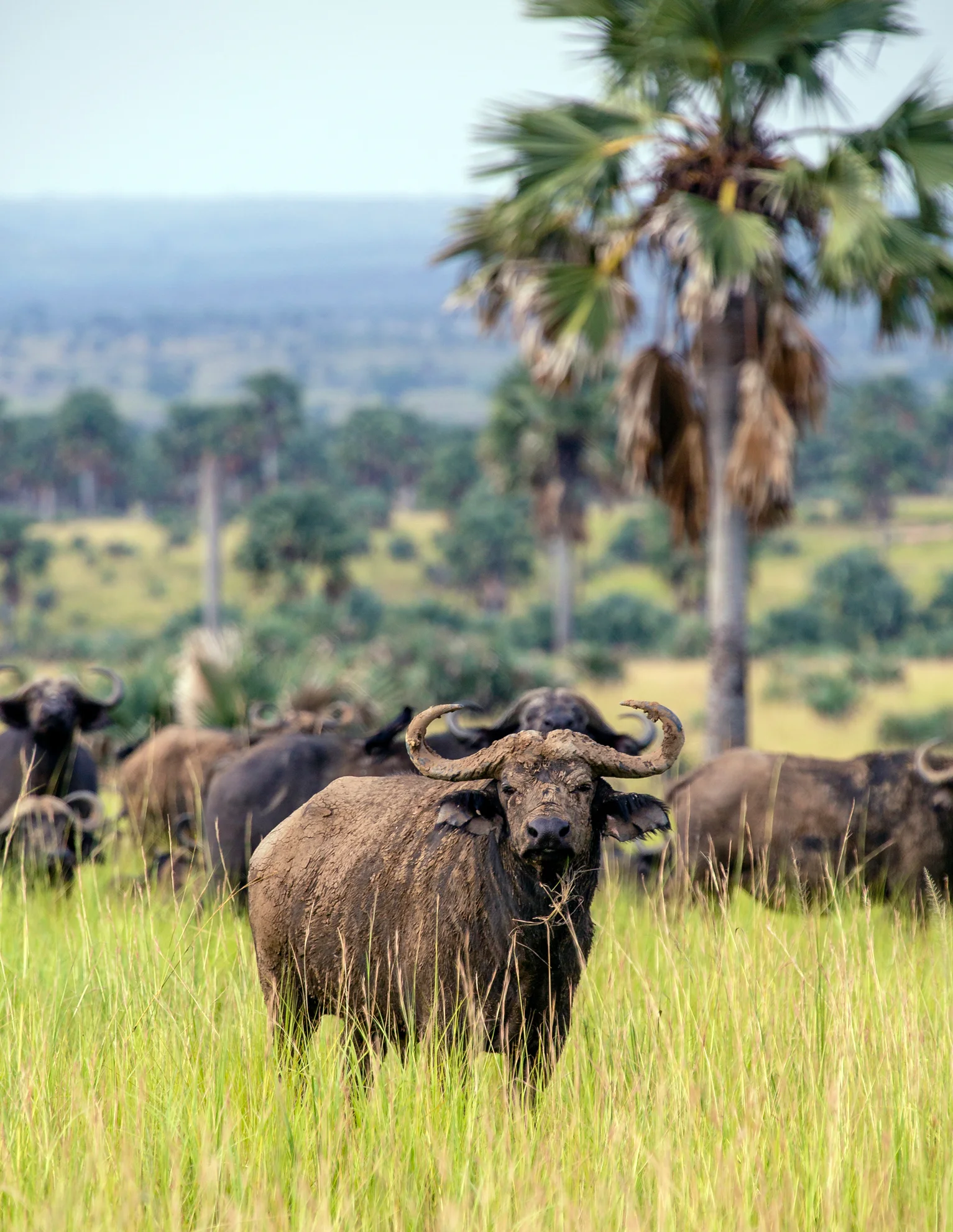 Cape Buffalo - Murchison Falls