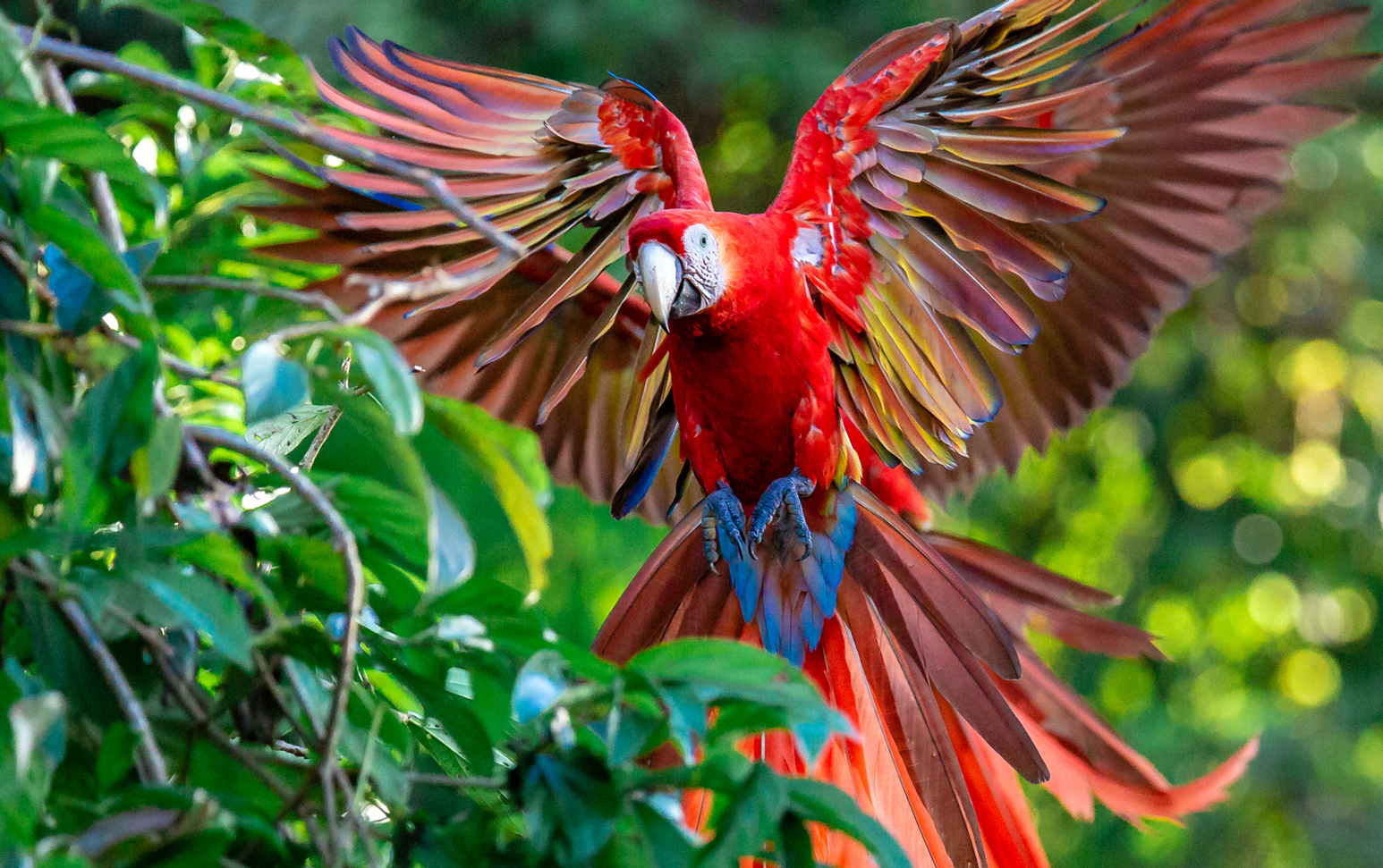 Scarlet Macaw - Landing in Style