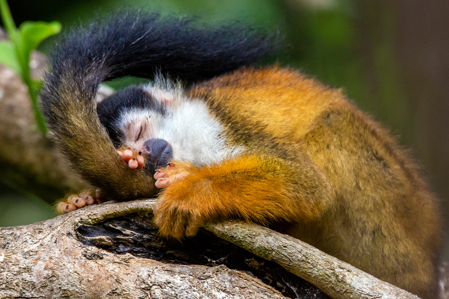 Sleepy Squirrel Monkey