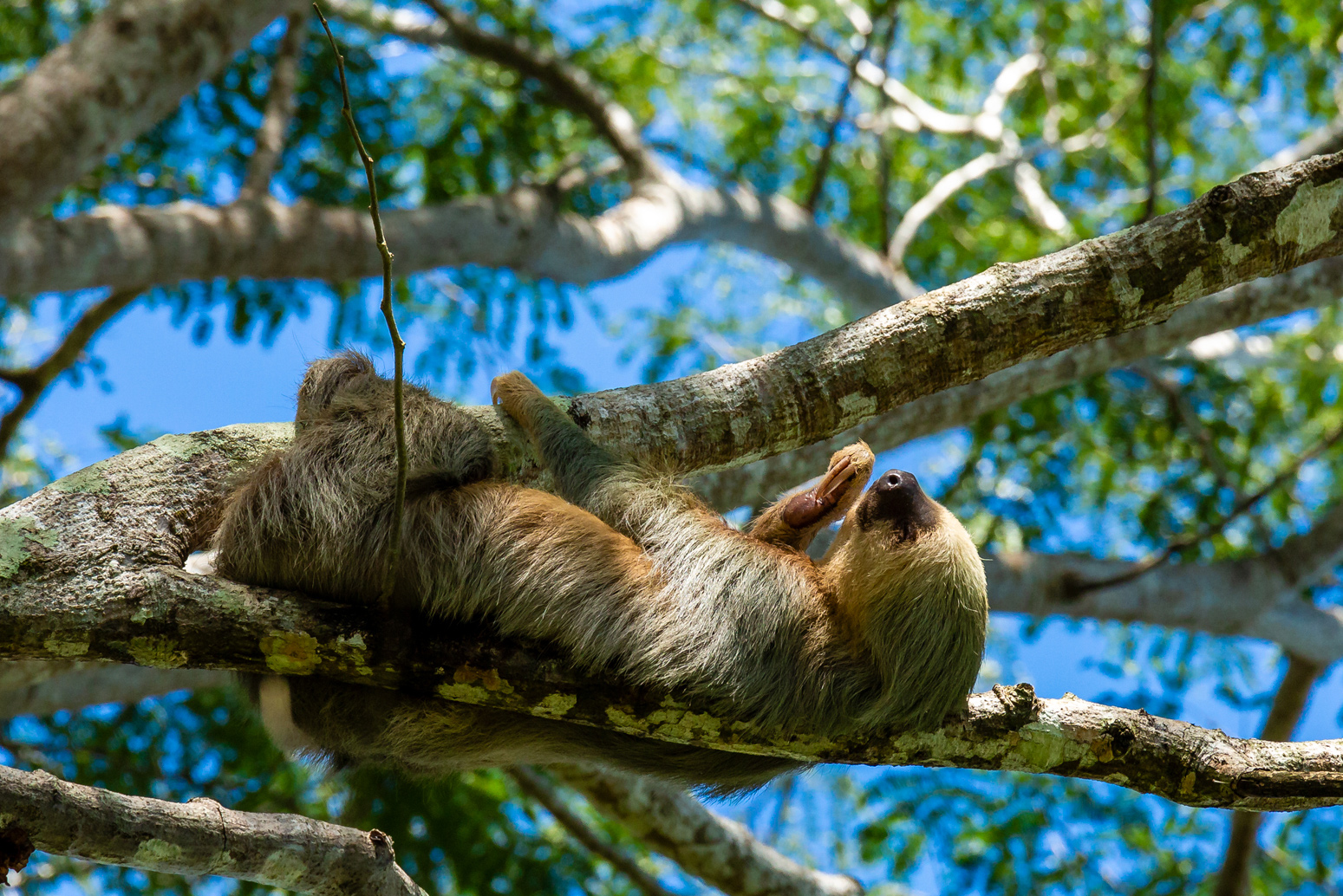 Two Toed Sloth Taking a Nap
