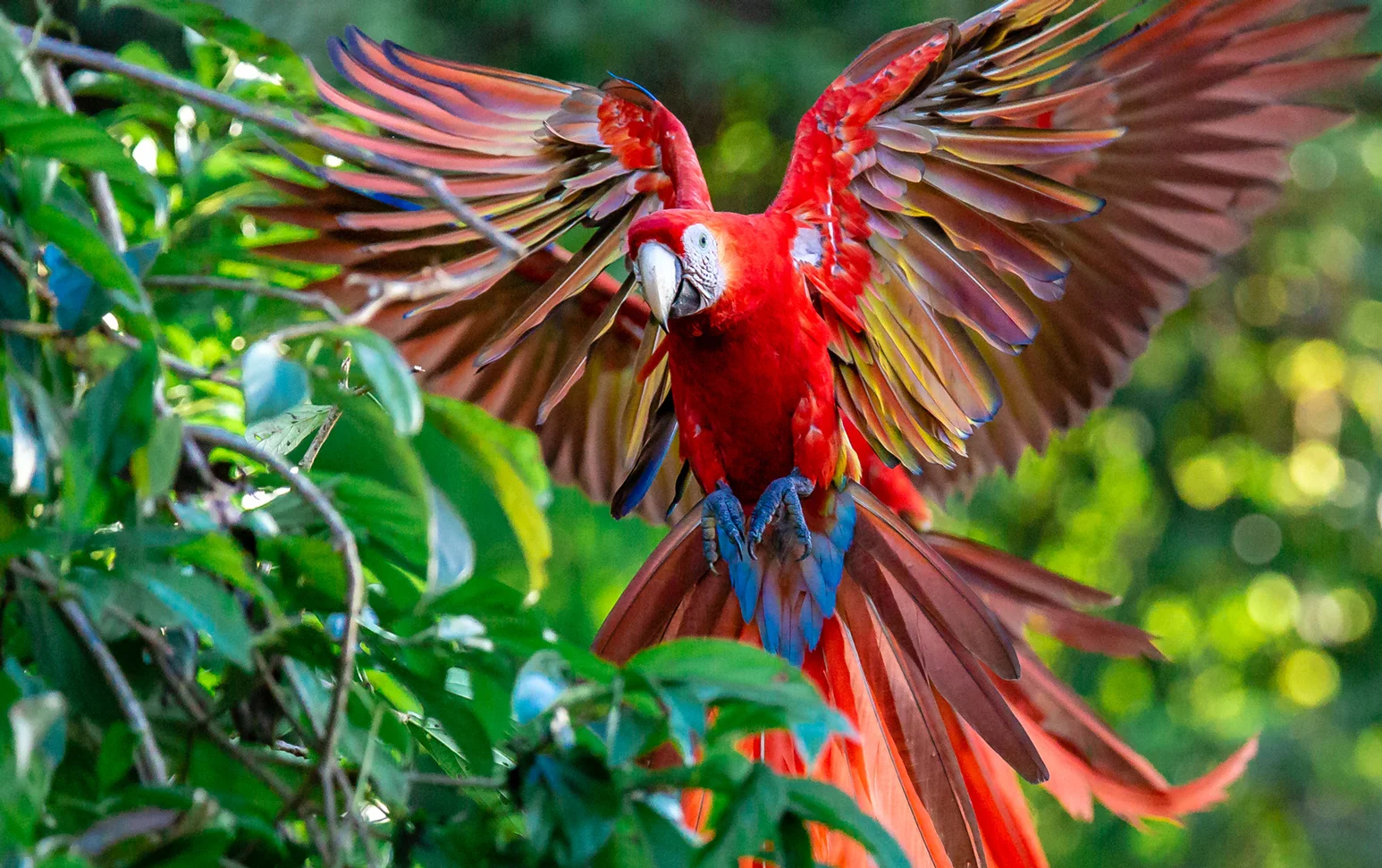 Scarlet Macaw - Osa Peninsula