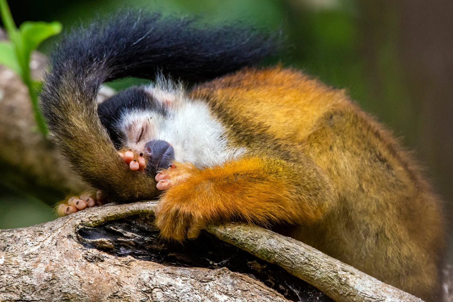 Sleepy Squirrel Monkey - Osa Peninsula
