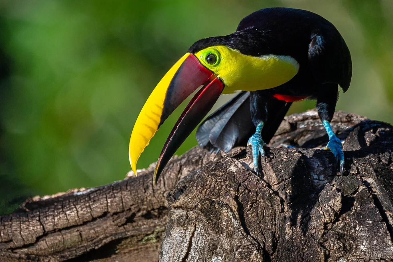 Toucan - Osa Peninsula