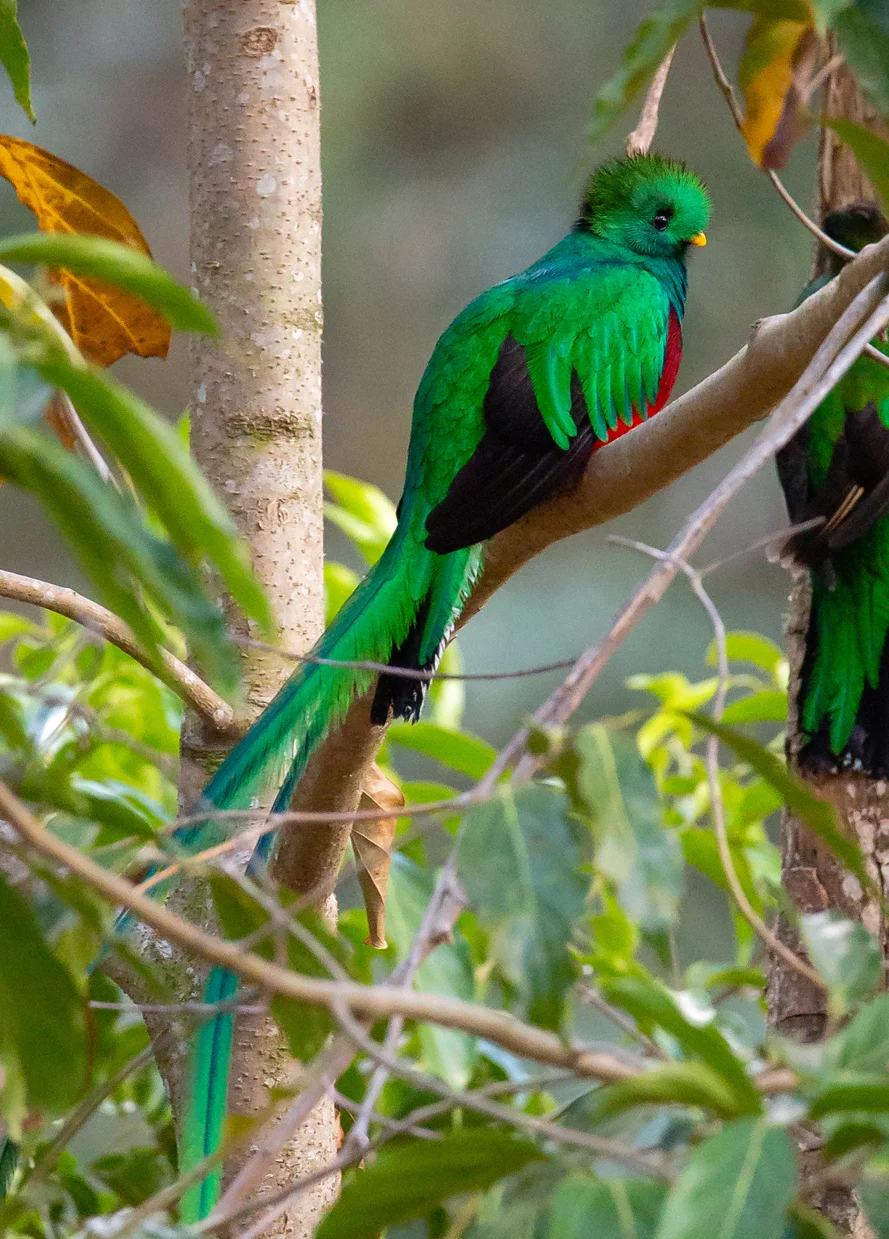 Resplendent Quetzal - Taken in San Gerardo de Dota, Costa Rica. Photo by Ben Blankenship ©2019