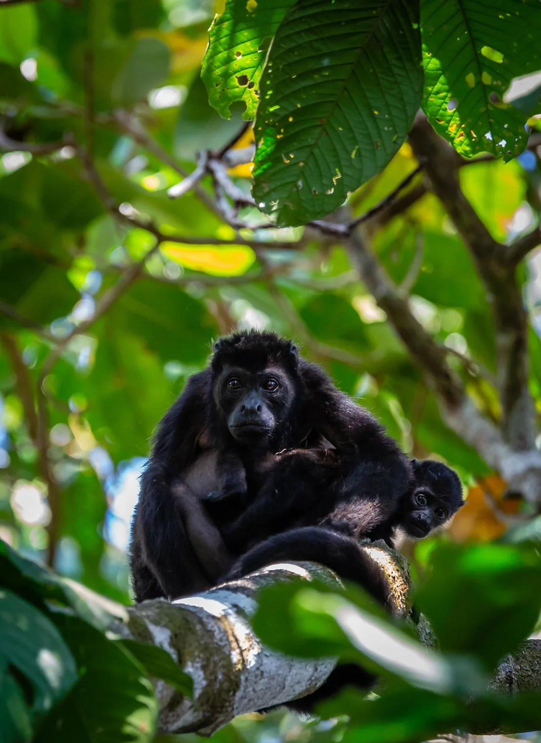 Female Mantled Howler Monkey with Offspring - Taken in Rio Pro, Costa Rica. Photo by Ben Blankenship ©2019