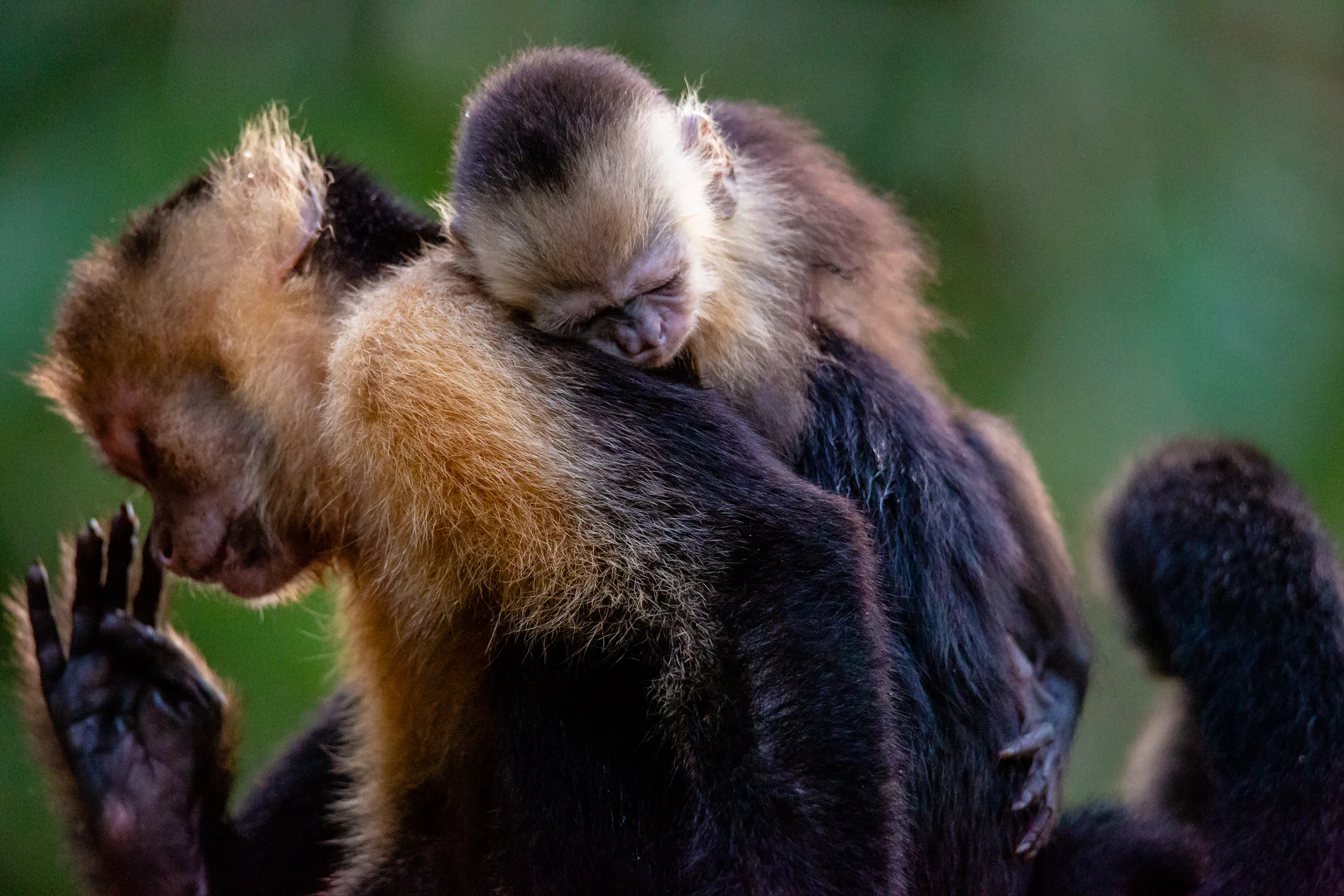 A Mother’s Love. Female White Faced Capuchin with Offspring. Taken in Carate, Costa Rica. Photo by Ben Blankenship. ©2019