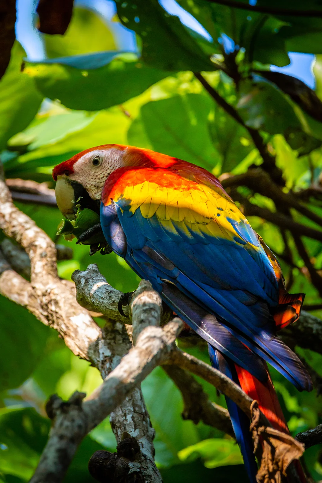 Scarlet Macaw Feeding on a Wild Almond. Taken in Carate, Costa Rica. Photo by Ben Blankenship. ©2019