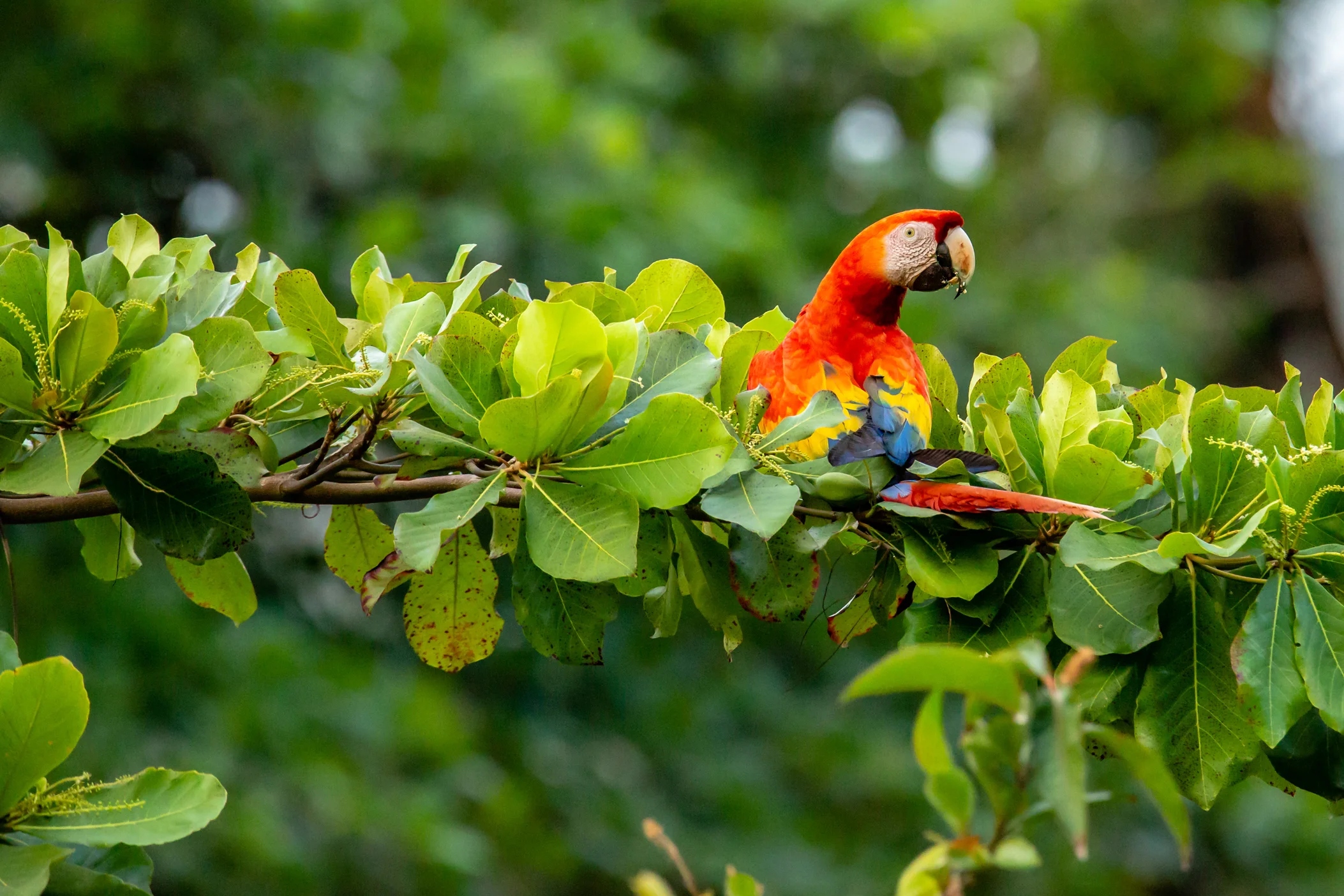 Scarlet Macaw in a Beach Almond Tree. Taken in Carate, Costa Rica. Photo by Ben Blankenship. ©2019