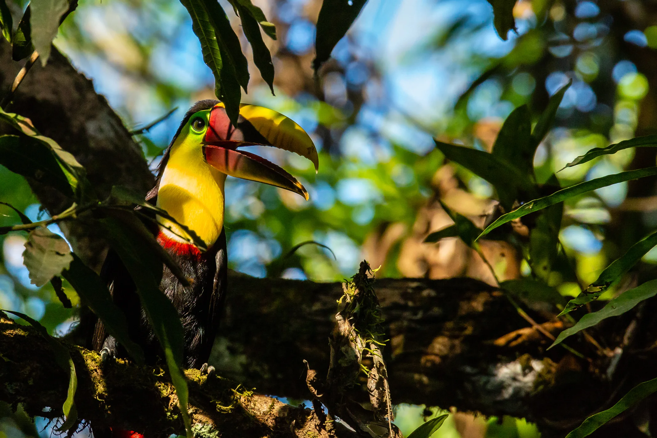 Chestnut-mandibled Toucan in a Mango Tree. Taken in Carate, Costa Rica. Photo by Ben Blankenship. ©2019