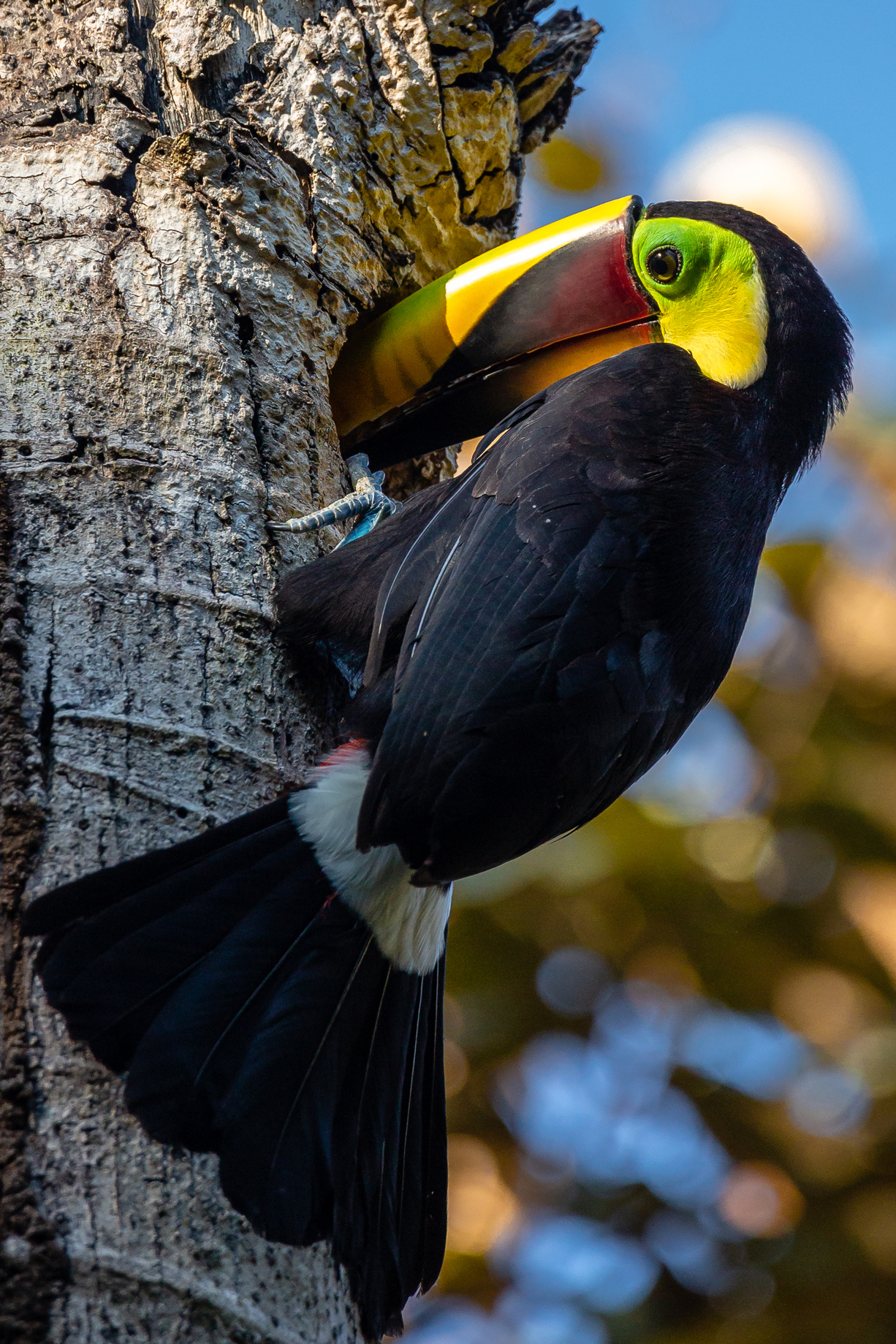 Chestnut Mandibled Toucan Raiding a Woodpecker Nest