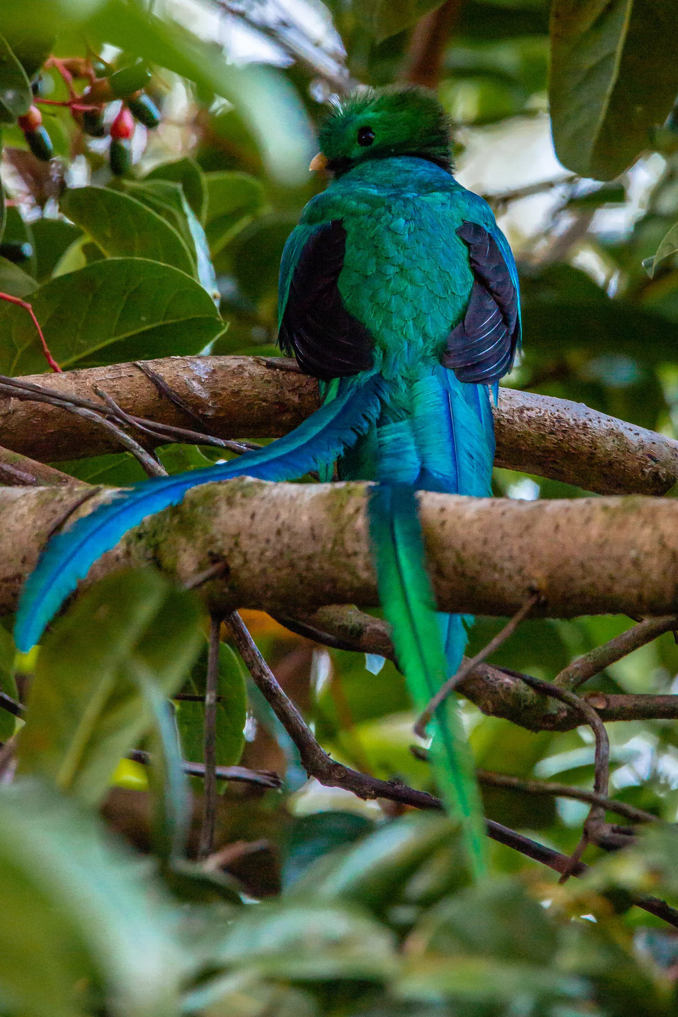 Resplendent Quetzal in Avocado Tree