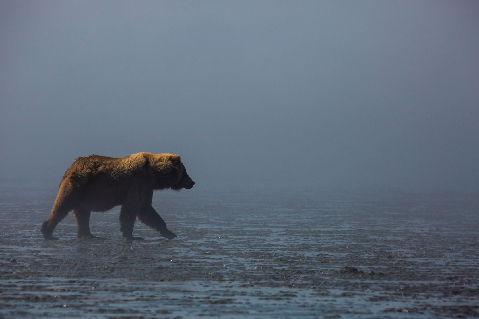Bear in Fog