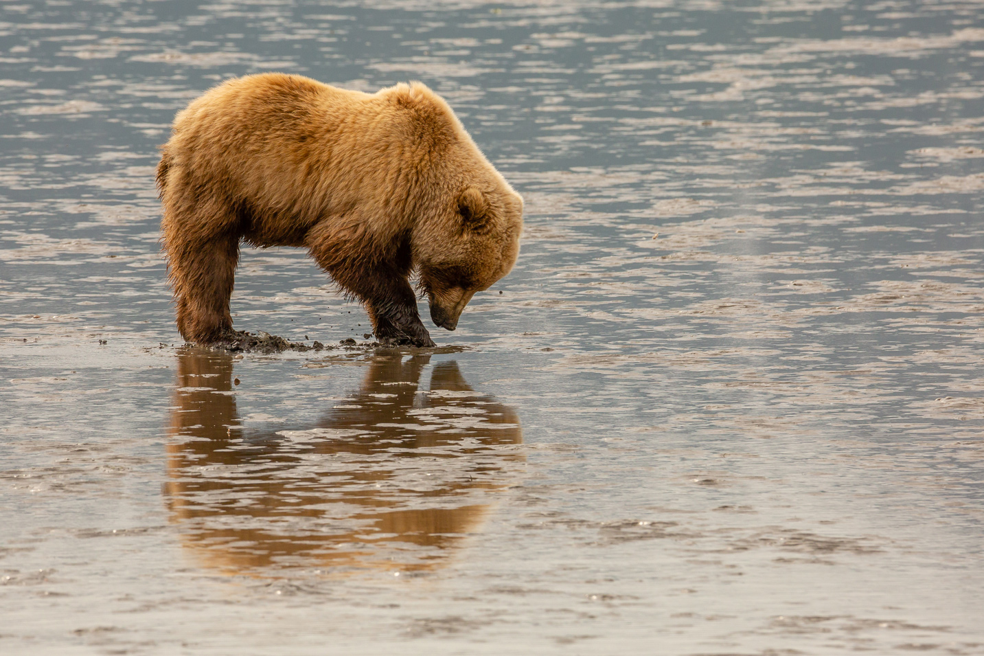 Clamming Bear