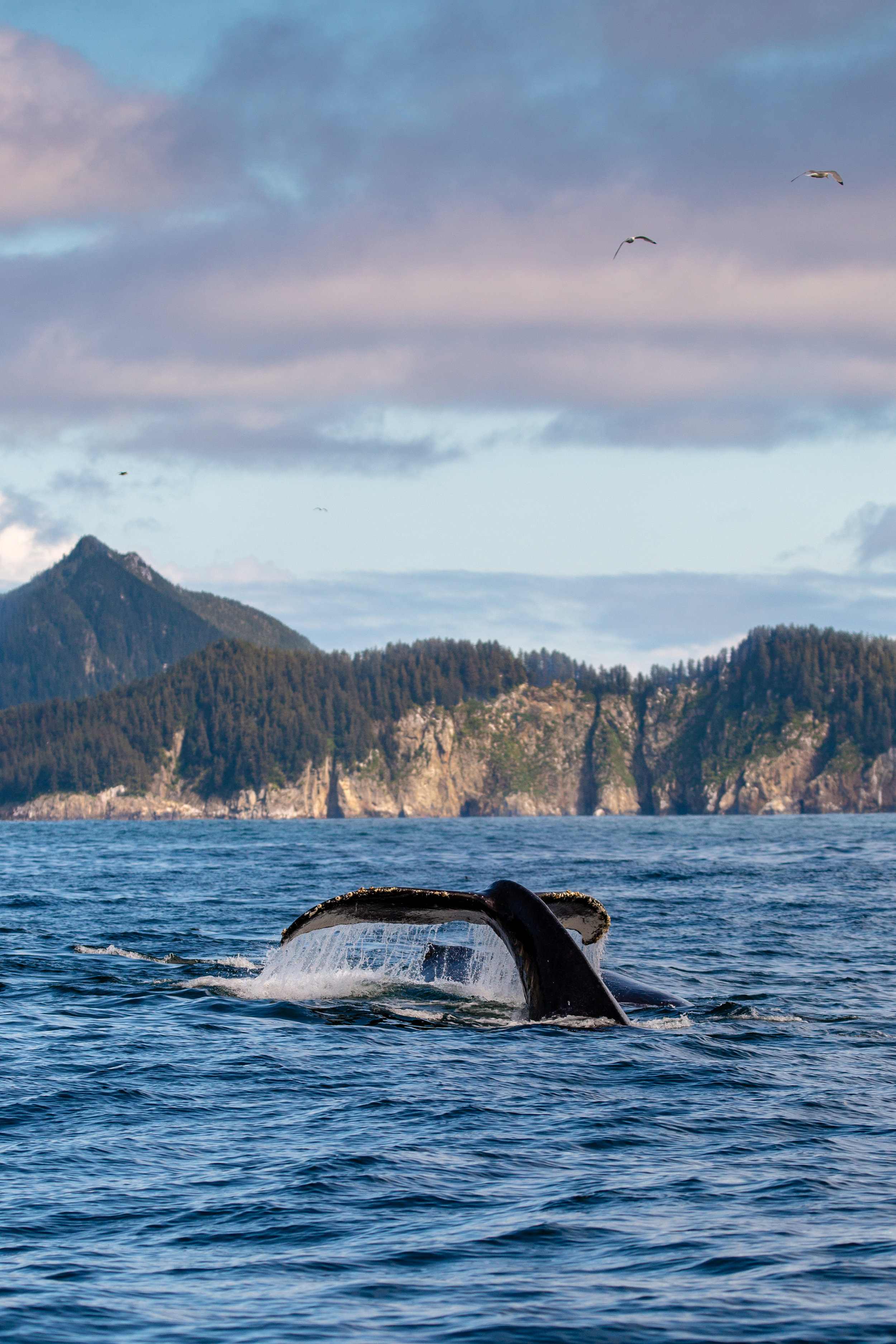 Kenai Fjords Humpback