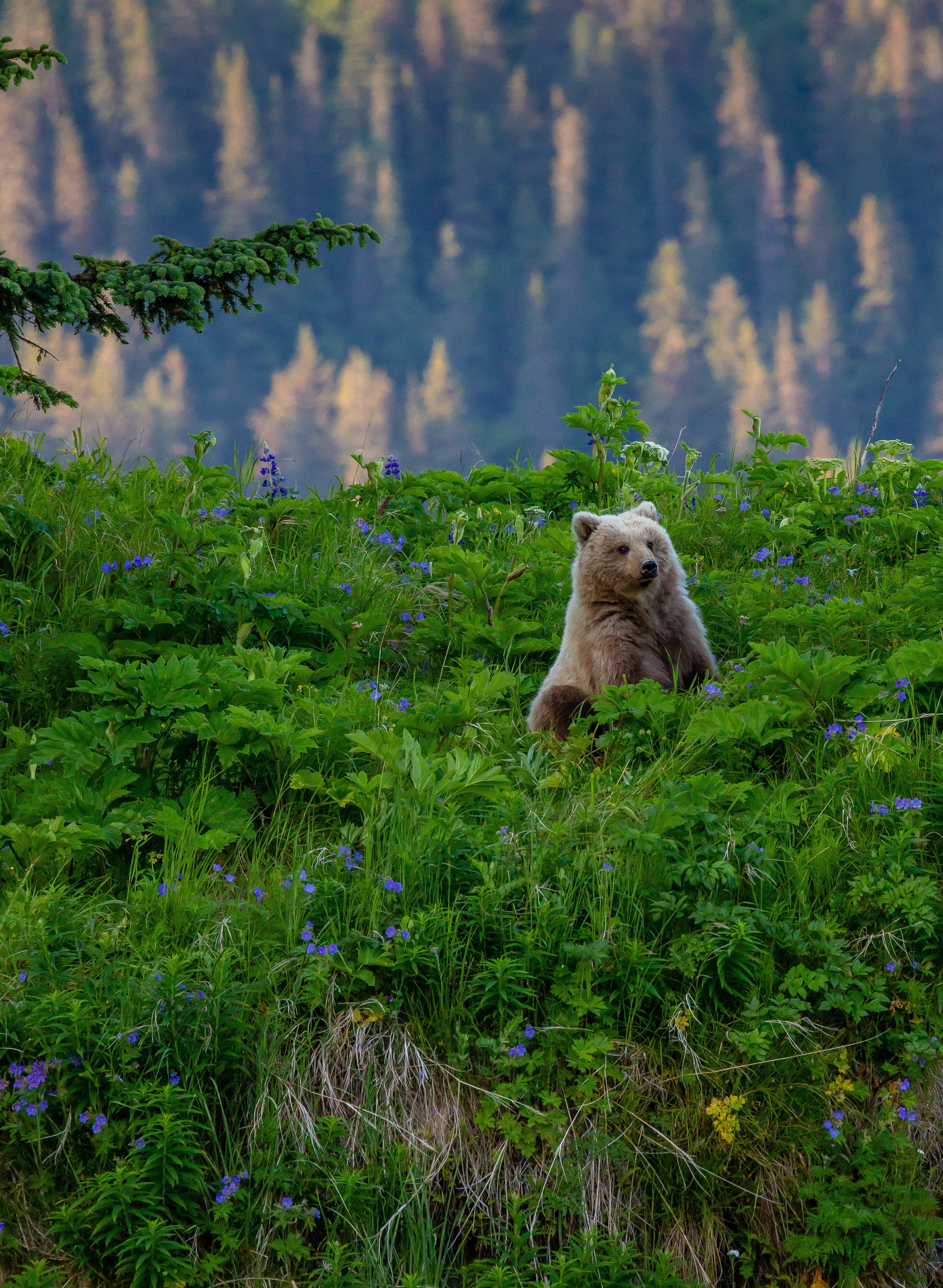 Brown Bear in Lupine