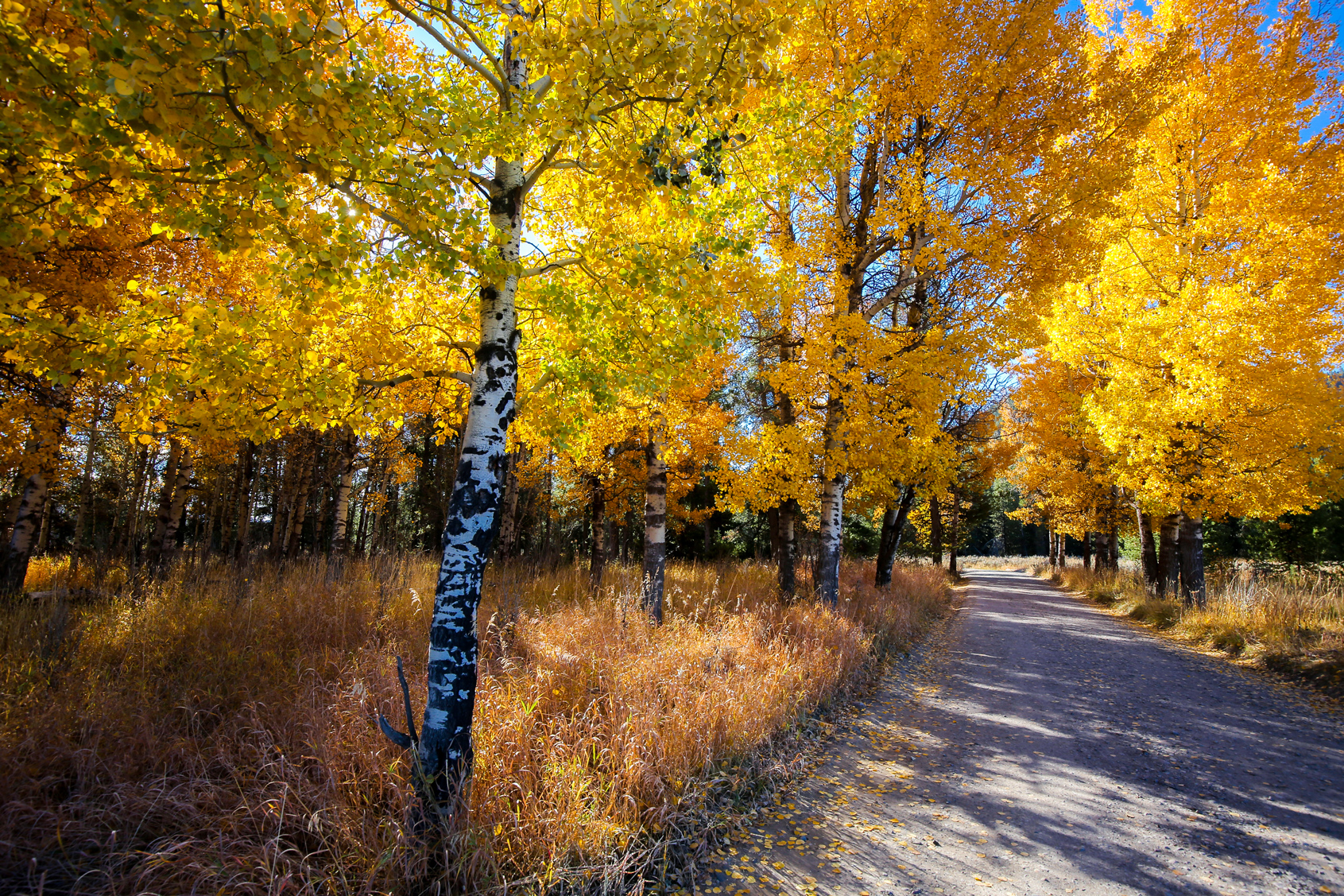 Golden Aspen