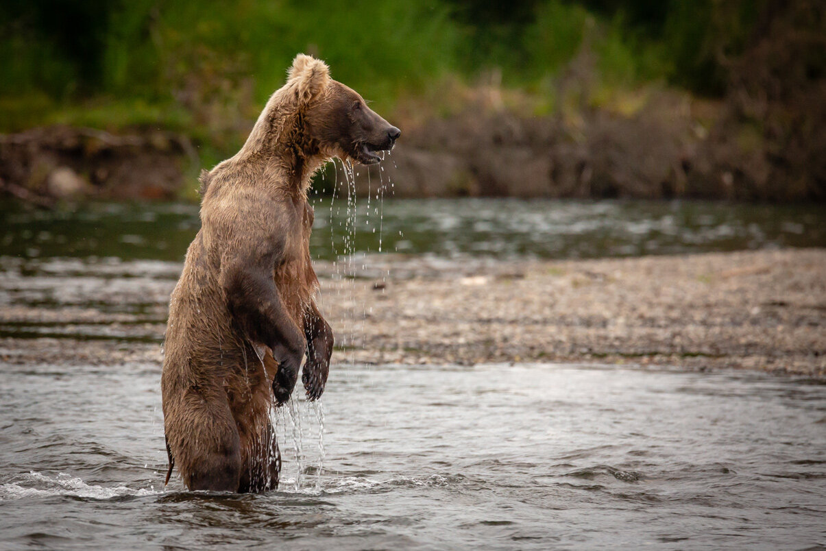 Fishing Bear Standing