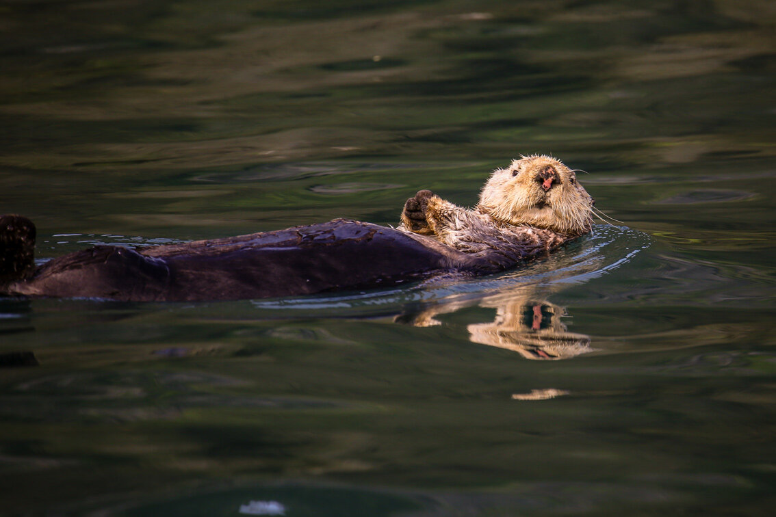 Sea Otter Chilling