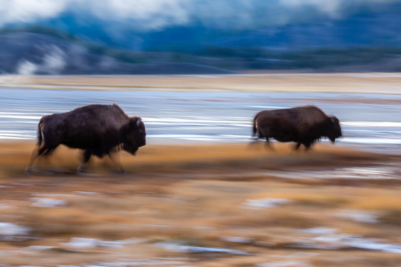 Bison Trot