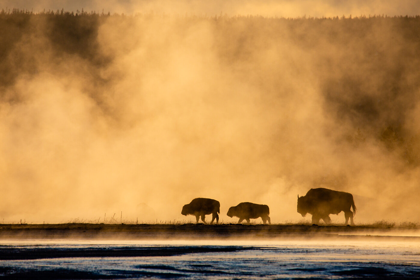 Mama Bison and Calves in the Geyser Basin