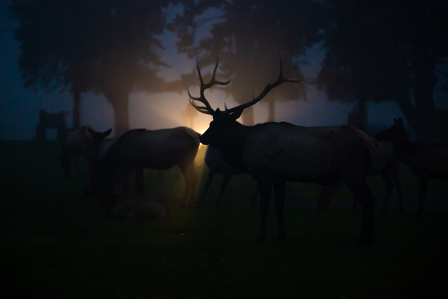 Elk in the Morning Mist