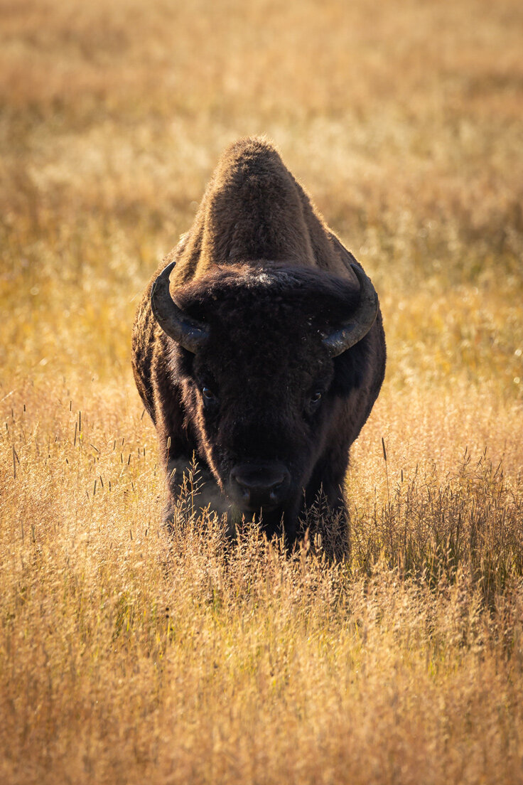 Big Bull Bison