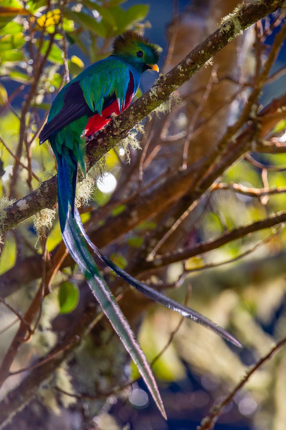 Young Resplendent Quetzal