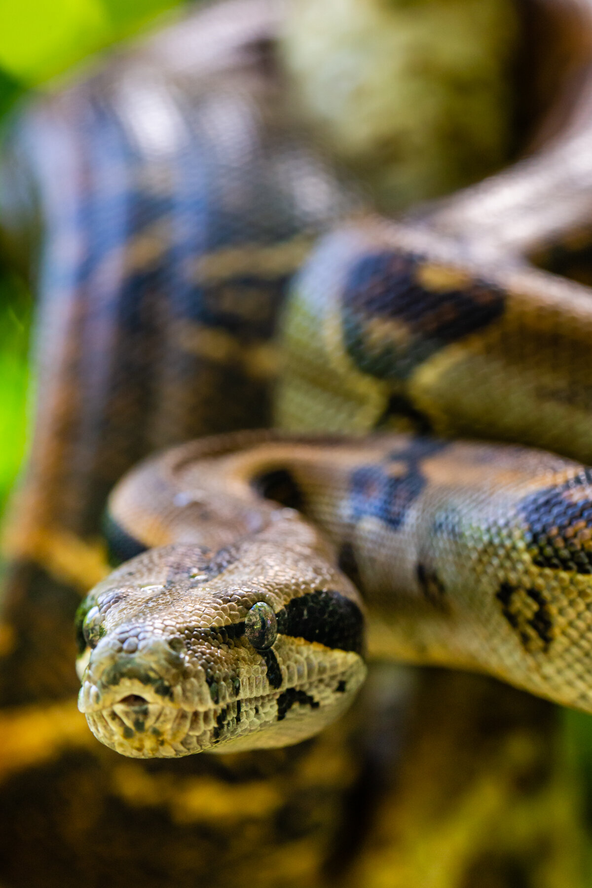 Boa Constrictor in Rehab