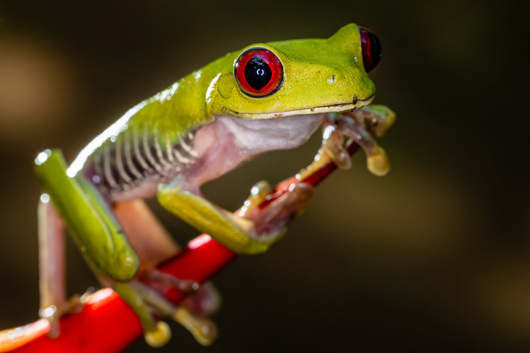 Mrs. Costa Rica (Female Red Eye Tree Frog)