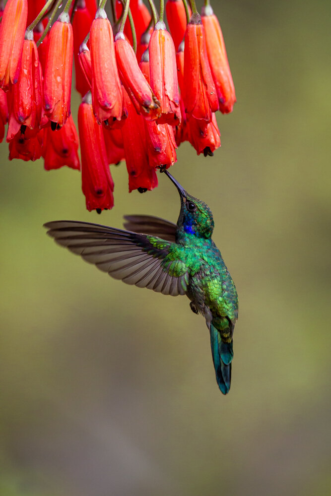 Violet Eared Hummingbird Drinking Nectar