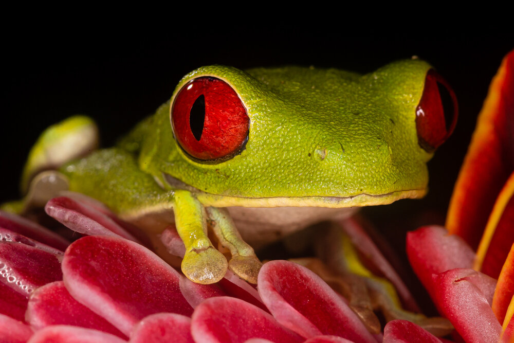 Red Eye Tree Frog Close-Up