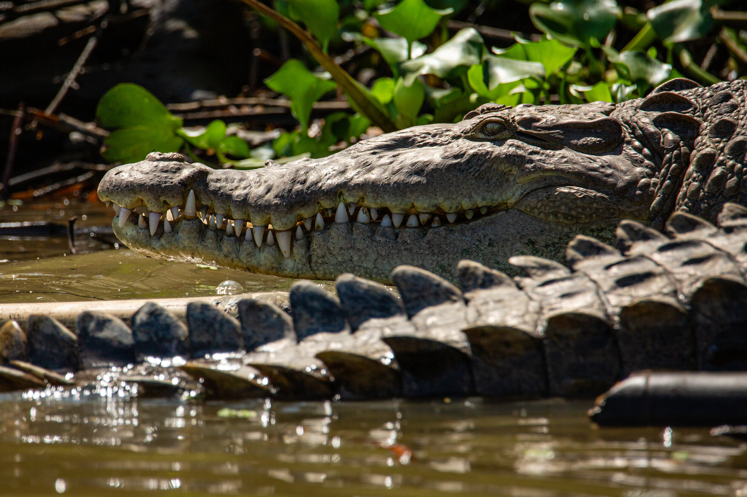 Jaws of Death - American Crocodile