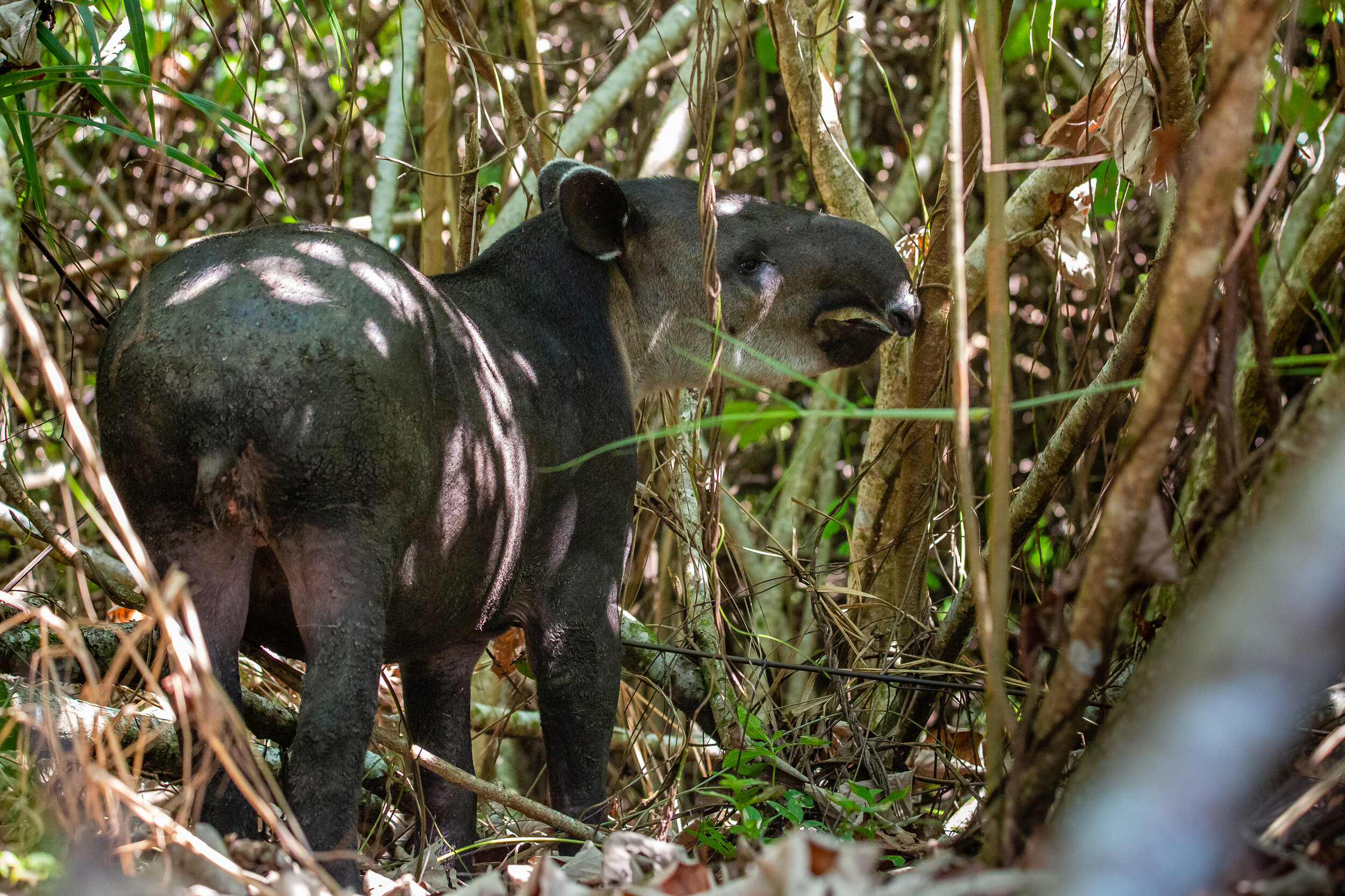 Tapir in the Brush