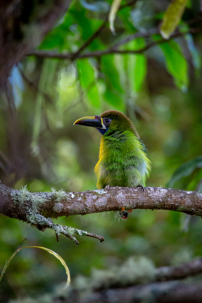 Puffy Toucanet