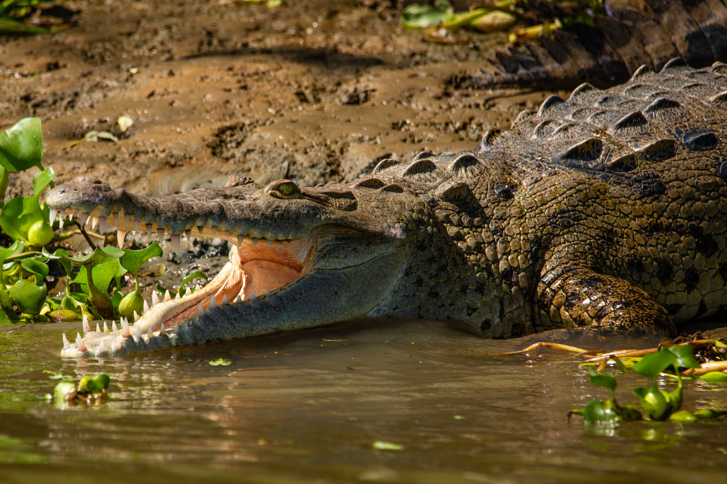 Crocodile Smile