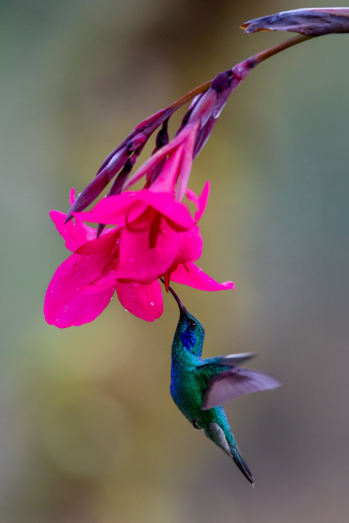 Iridescent Hummingbird
