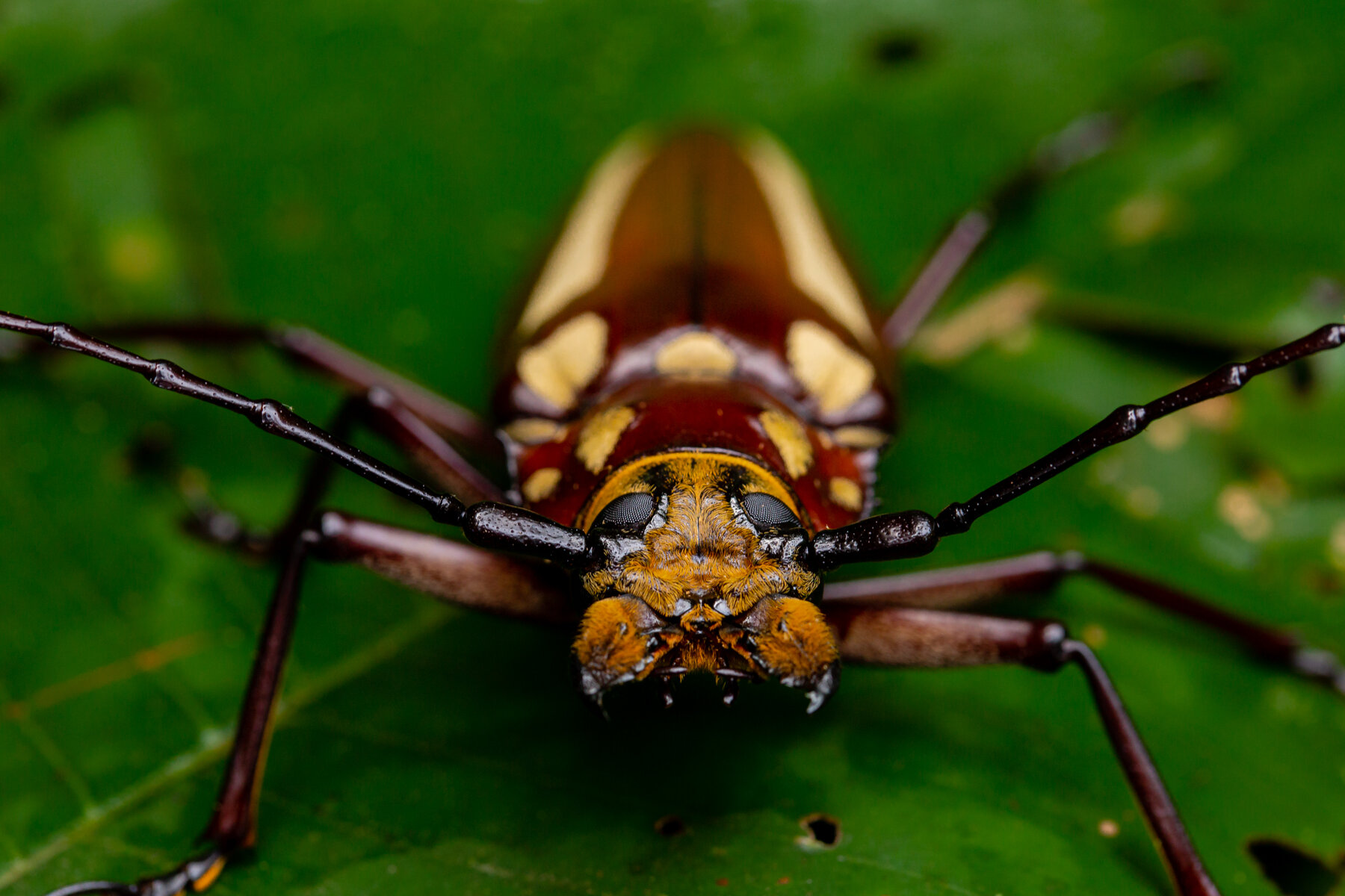 Harlequin Beetle Closeup