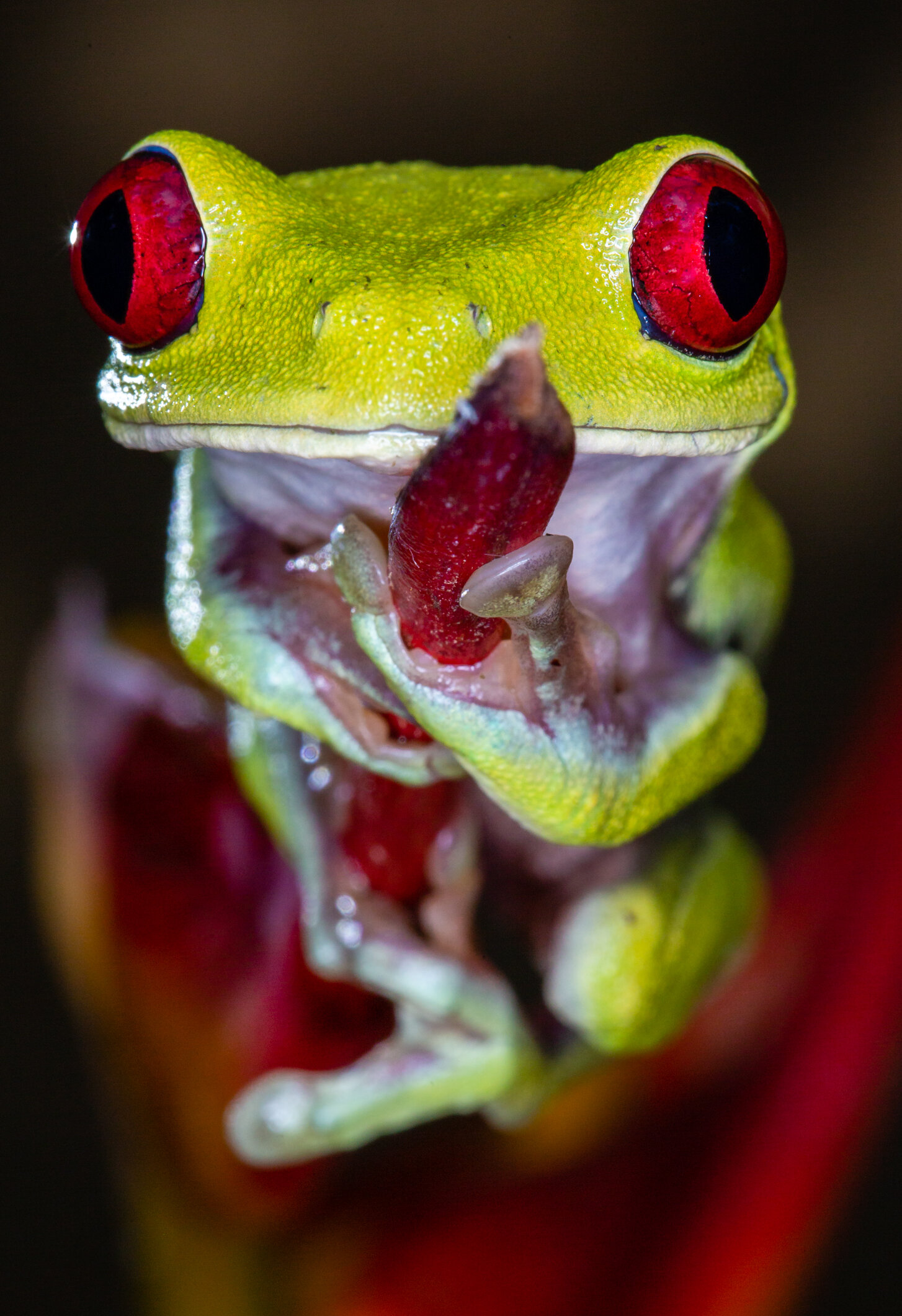 Wall-Eyed (Red Eye Tree Frog)