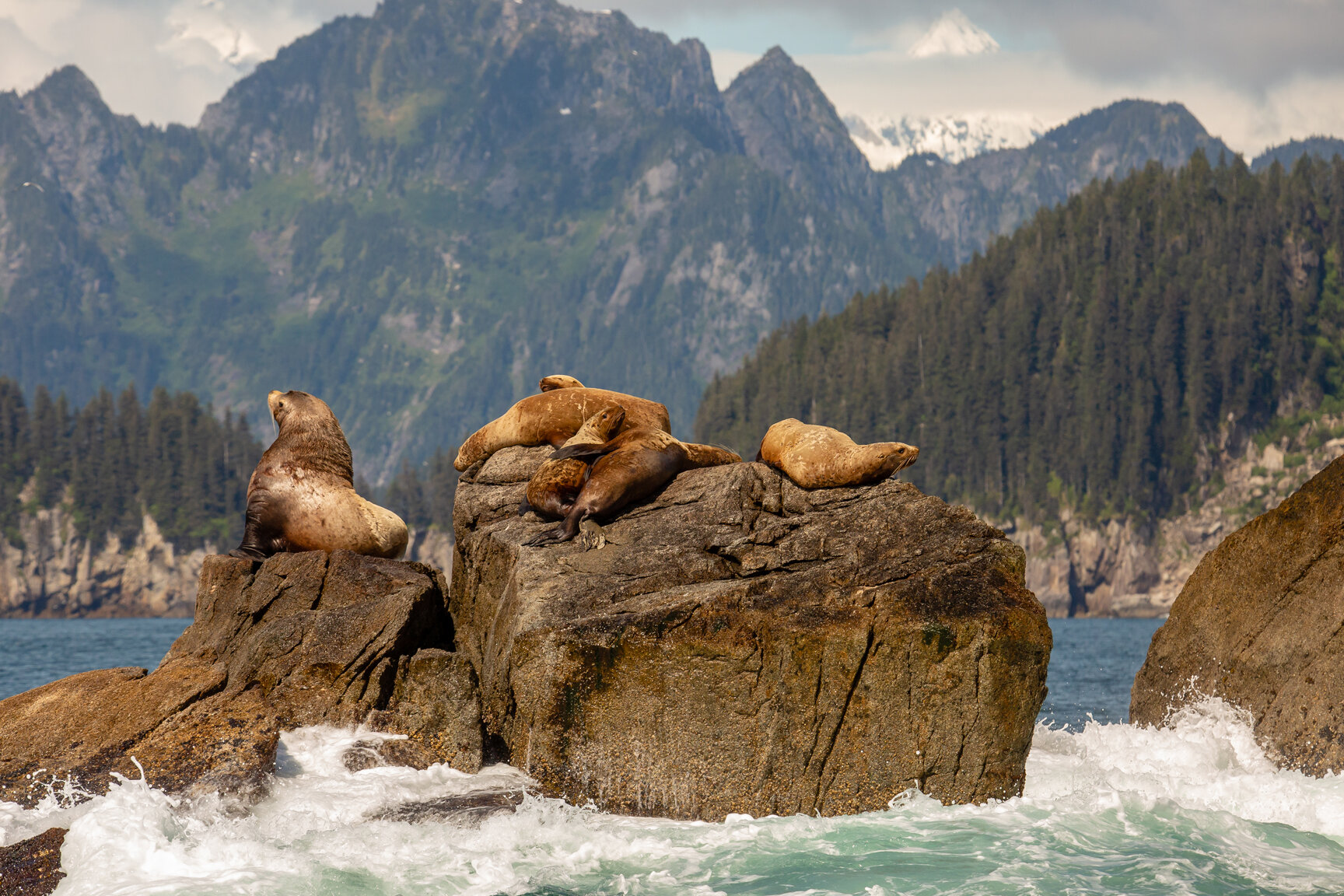 Stellar Sea Lions Bask in Kenai Fjords