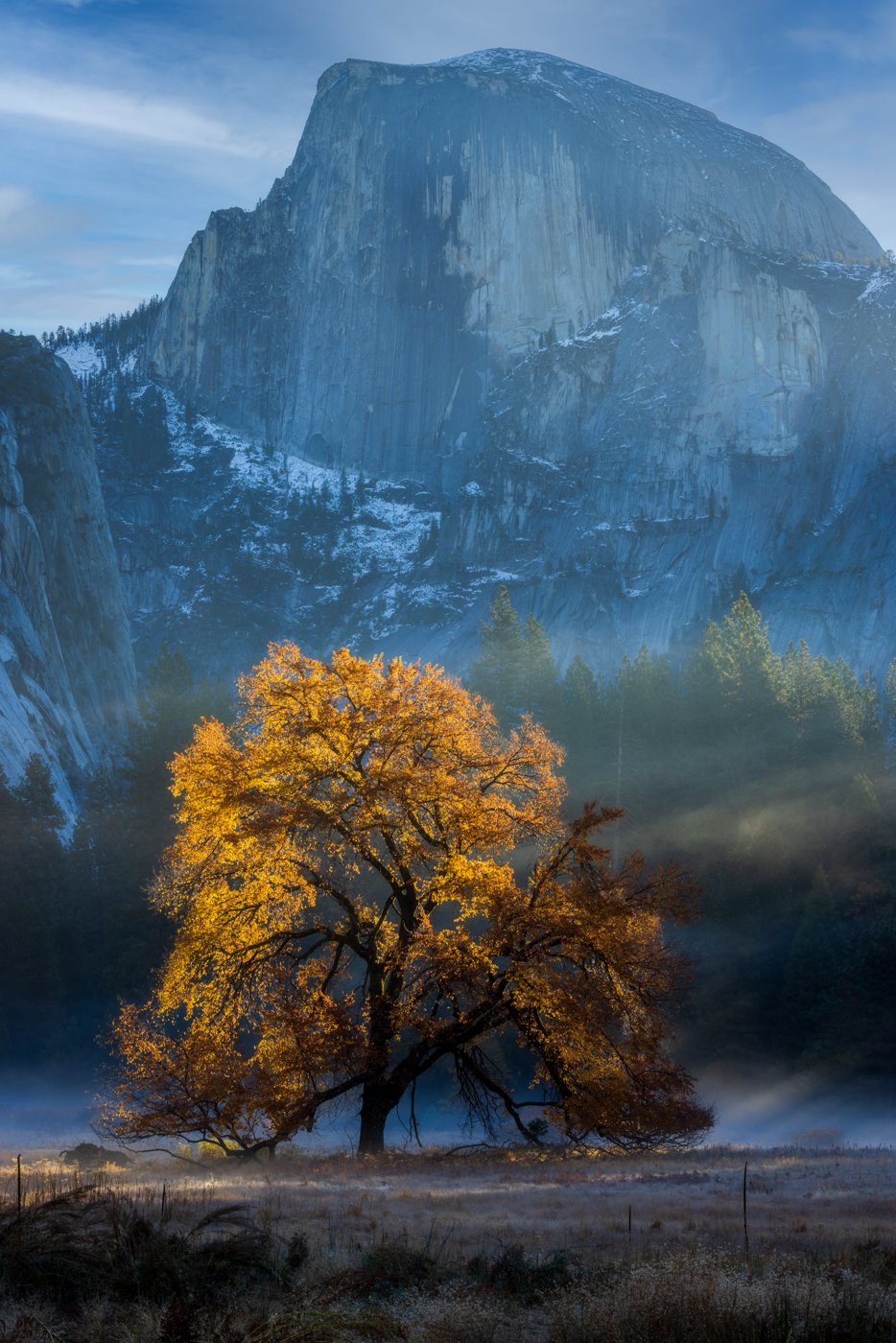 Half Dome and the Elm 