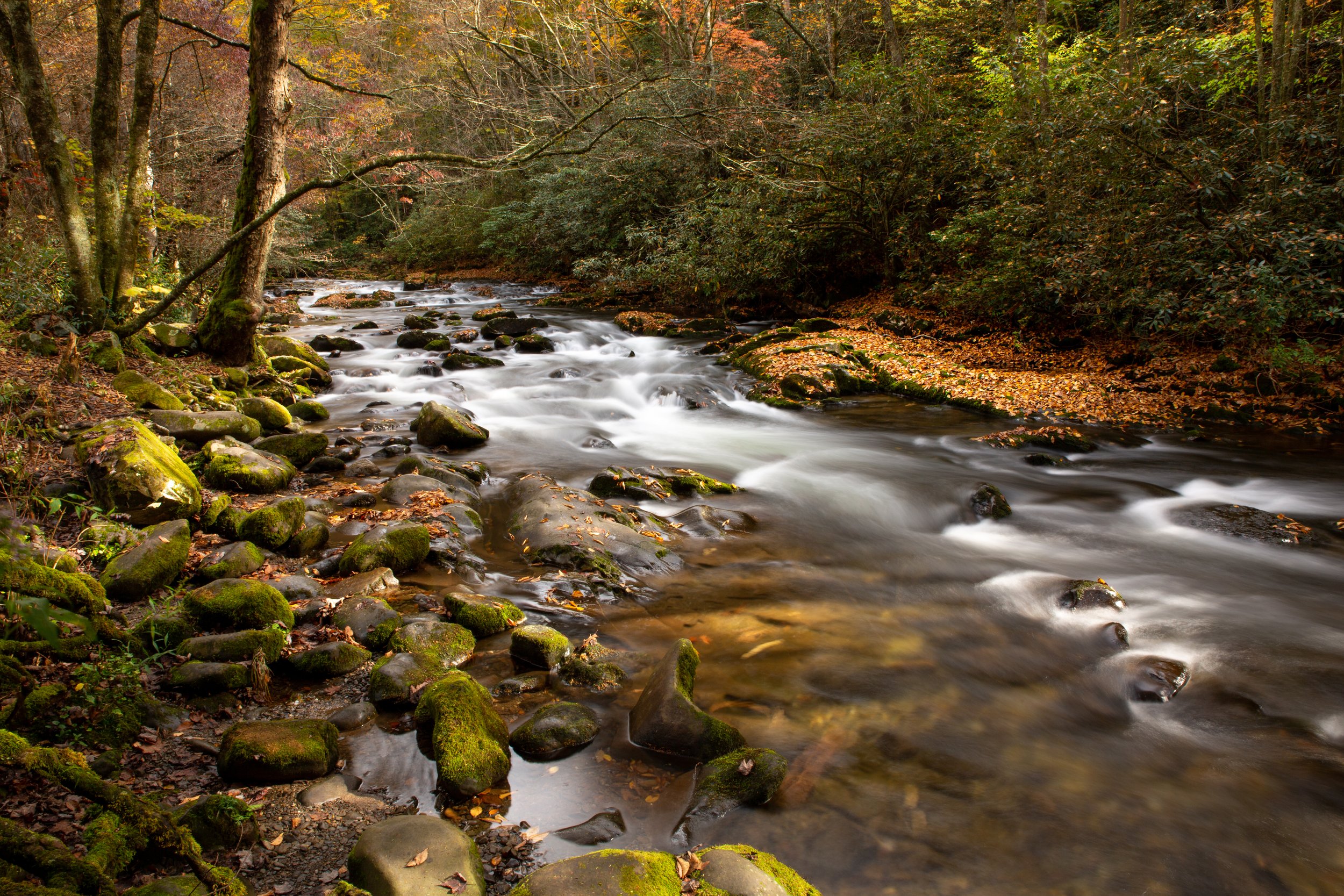 Smoky Mountains Stream in Fall