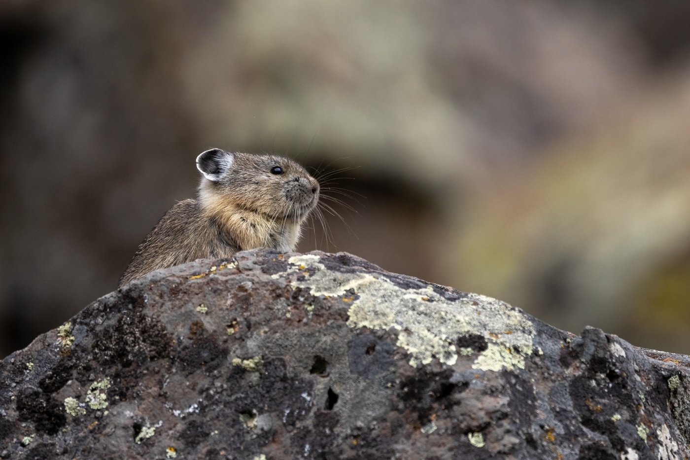 Yellowstone Pika