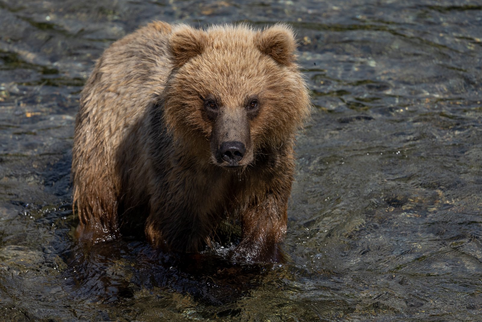 Brown Bear Cub Stare-down 