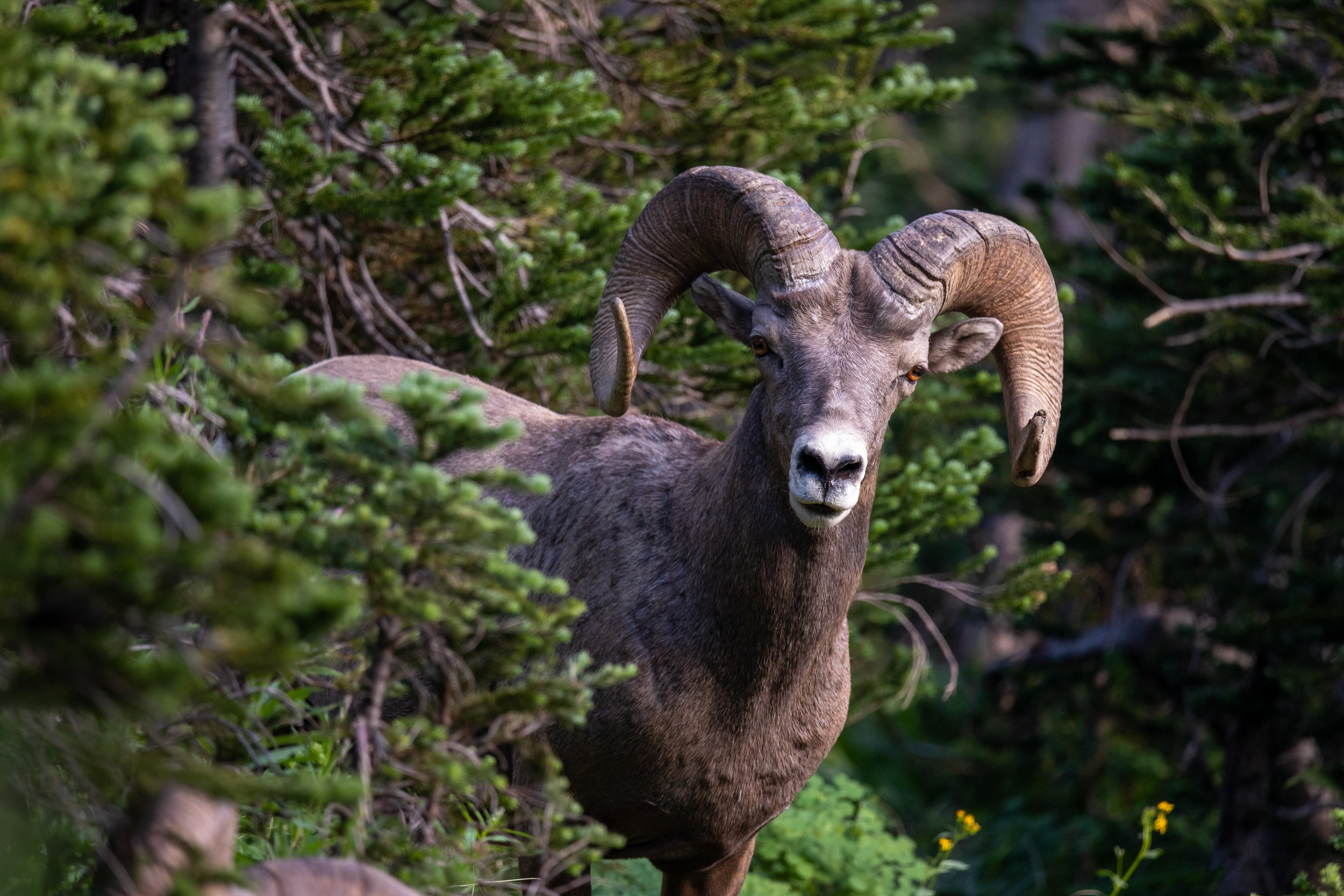 Glacier Bighorn Sheep