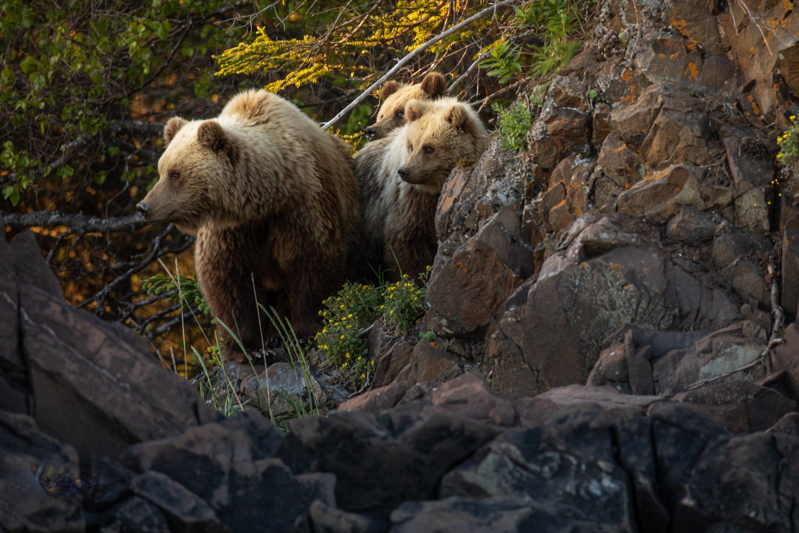 Mother Bear and Two Cubs